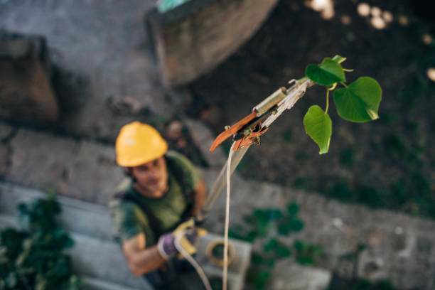 Best Leaf Removal  in Dunmore, PA