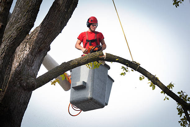 Best Tree Maintenance Programs  in Dunmore, PA