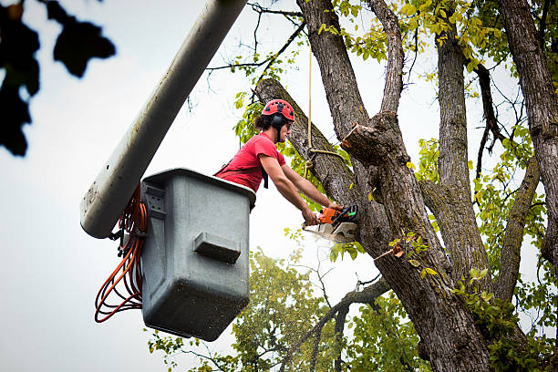 Best Tree Removal  in Dunmore, PA